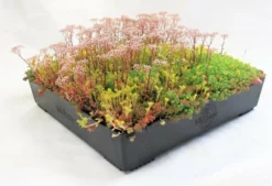 Wallbarn M-Tray Sedum Green Roof Module - 500 X 500 X 100mm